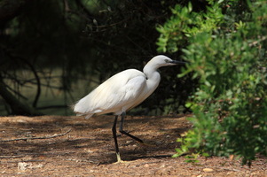 Camargue