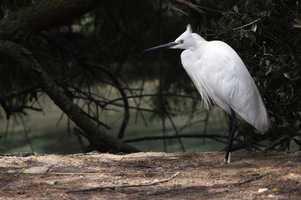 Camargue
