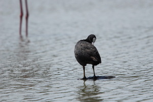 Camargue