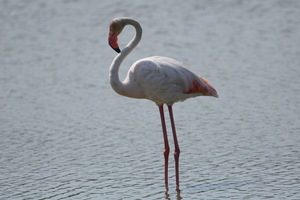 Camargue