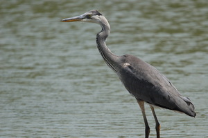 Camargue