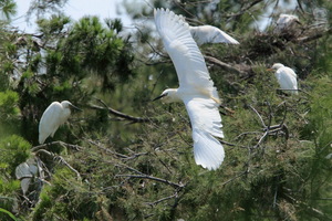 Camargue
