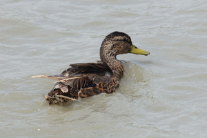 Camargue