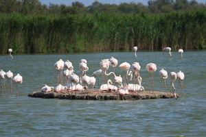 Camargue