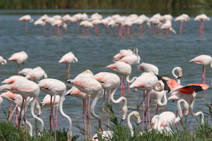 Camargue
