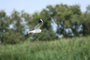 Camargue