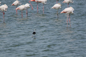 Camargue