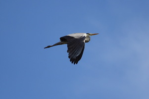Camargue
