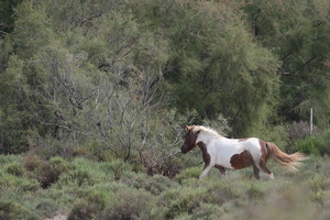 Camargue
