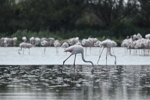 Camargue