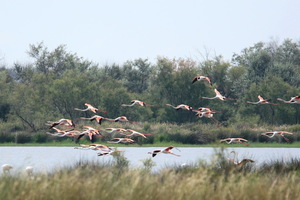 Camargue