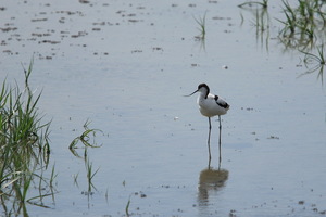 Camargue