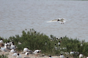 Camargue