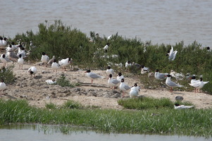 Camargue