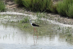 Camargue