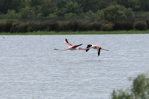 Camargue