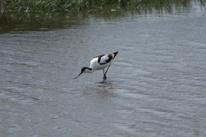 Camargue