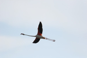 Camargue