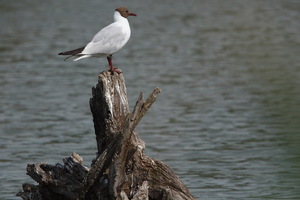 Camargue