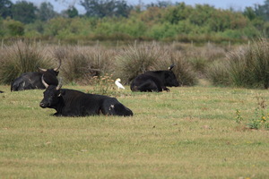 Camargue