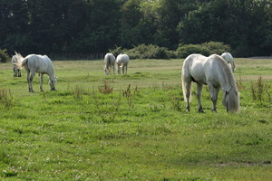 Camargue