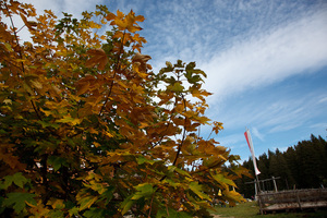 Autunno a San Vigilio
