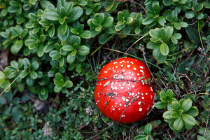 Funghi