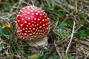 Funghi