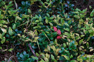 Red inside green