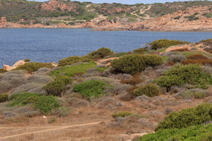 Macchia mediterranea