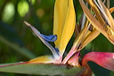 Flora