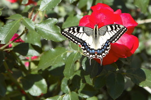 Farfalla a Cortona