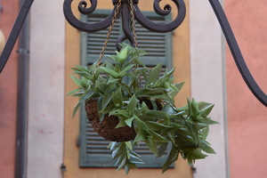 Paciano