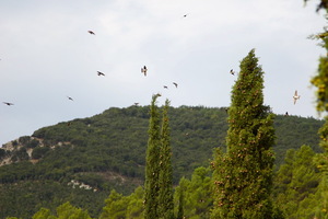 Rondini