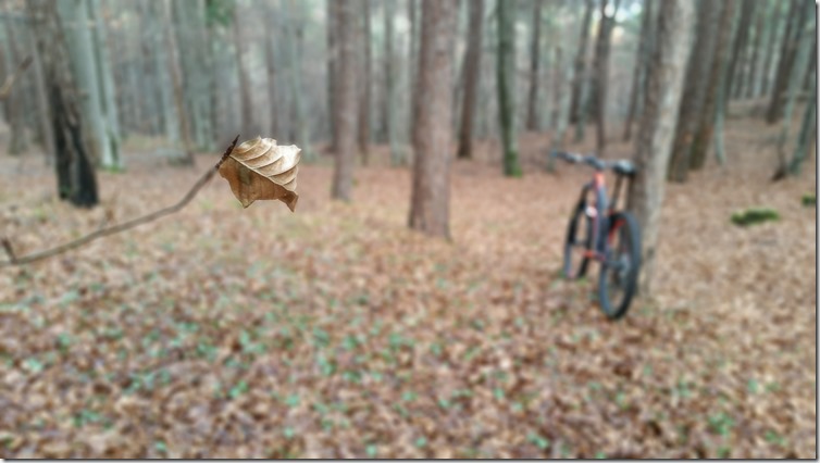 Last leaf