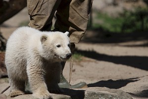 Knut