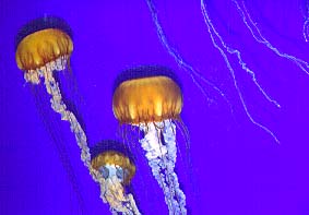 Meduse all'acquario di Monterey