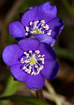 Fioritura in val Primavera