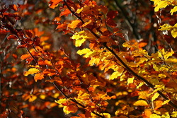 Autunno a Castelvecchio