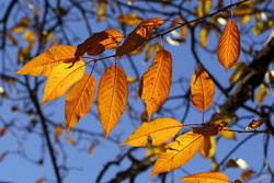 I colori dell'autunno