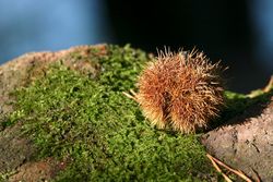 Monticolo in autunno