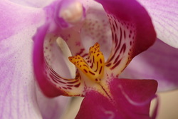 Orchidee