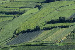 Vigne e Meli sotto i Castelli