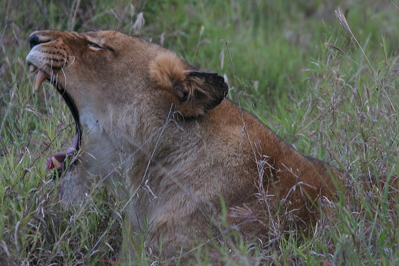 Sudafrica-Zimbabwe-Botswana