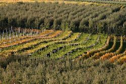 Vigneti in autunno