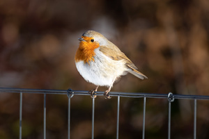 Birdwatching a Monticolo