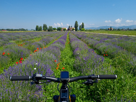 Foligno Bike