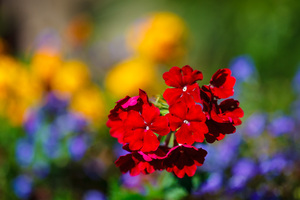 Laimburg esposizione fiori da balcone