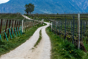 Passeggiare ai tempi del Corona Virus