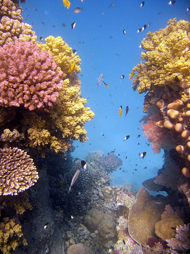 Snorkeling sull'housereef